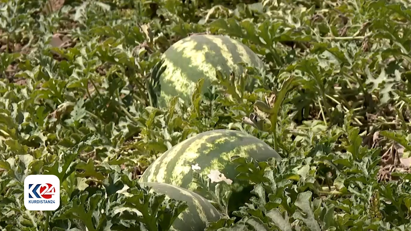 استيراد البطيخ الأحمر من إيران يضر بالمزارع المحلي في العراق وإقليم كوردستان